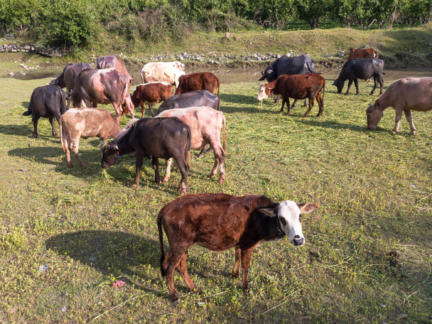 vacas y búfalos comiendo hierba afuera - Foto, imagen