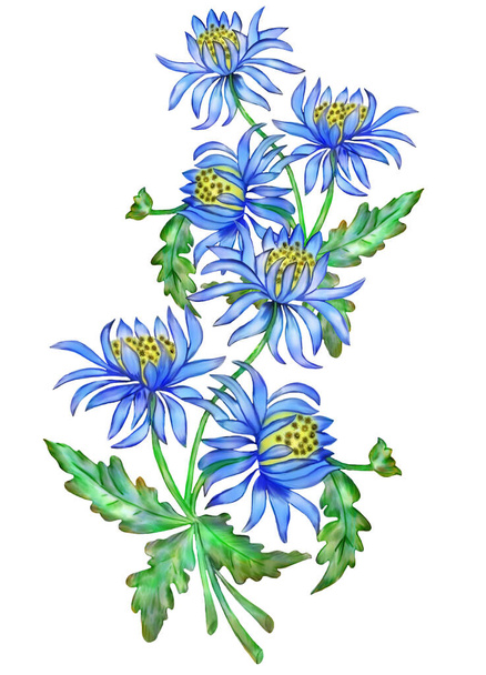 Τα χρυσάνθεμα είναι μπλε. Λουλούδια κήπου κοντά σε ένα λευκό φόντο. - Φωτογραφία, εικόνα
