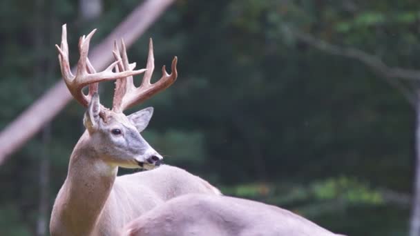 Whitetail Deer dollari maturi
 - Filmati, video