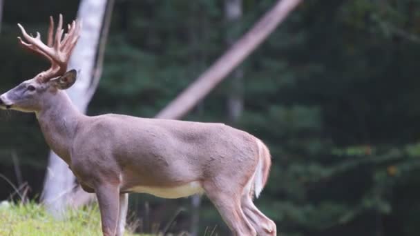 whitetail 鹿成熟した木びき台 - 映像、動画