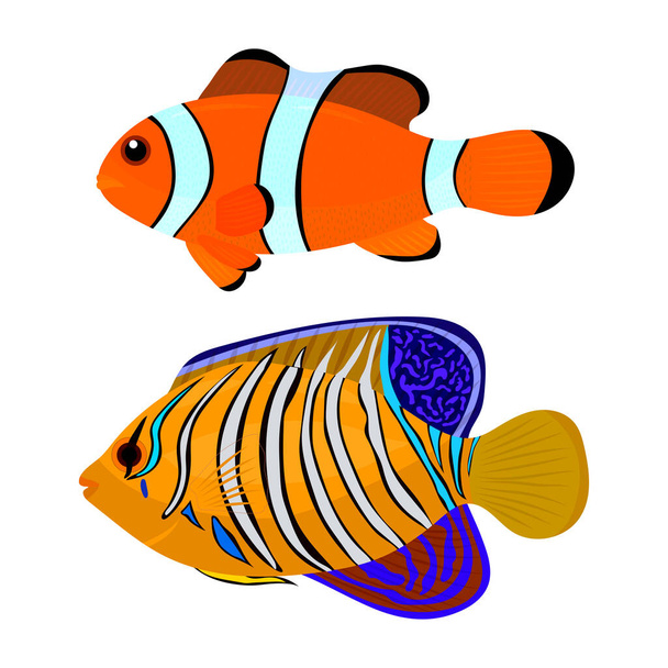 vector illustration of colorful fish on white background - Wektor, obraz