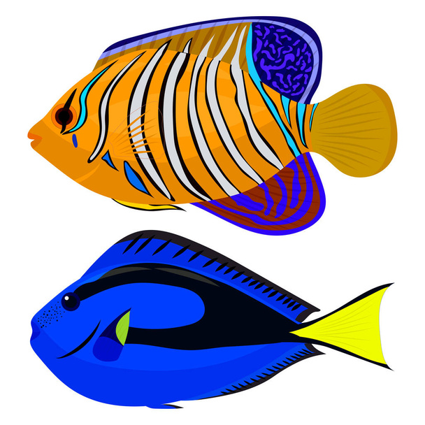 vector illustration of colorful fish on white background - Wektor, obraz