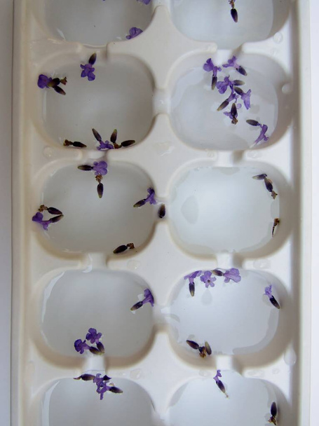 Lavendel doordrenkt water in witte plastic ijsblokjes dienblad. - Foto, afbeelding