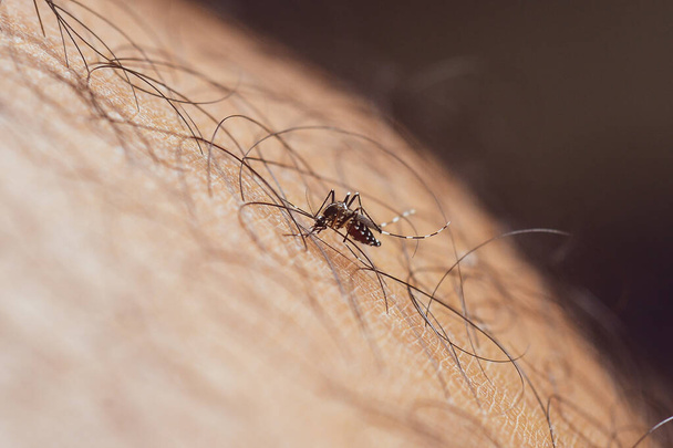 Aedes sivrisineği insan derisinden kan emiyor.. - Fotoğraf, Görsel