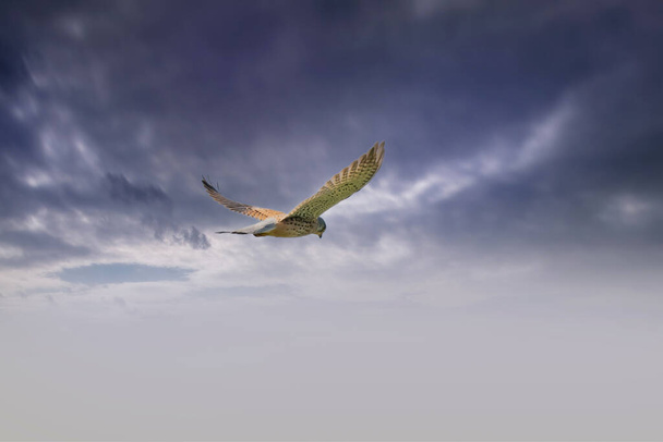 O pássaro de rapina Kestrel paira contra um céu dramático com nuvens azuis e roxas coloridas, à procura de presas. Fundo, espaço de cópia. - Foto, Imagem