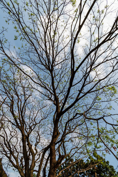 雨の木の裸の枝別名サマネアバンガロールの街の背景に日当たりの良い青い空を持つサマナ. - 写真・画像