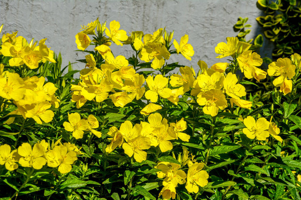 Dewy evening primroses in the flowerbed in the ornamental garden in a rainy day, nature and herb concept.Yellow evening primrose (Oenothera biennis), medicine plant for cosmetics, skin care and eczema - Photo, Image