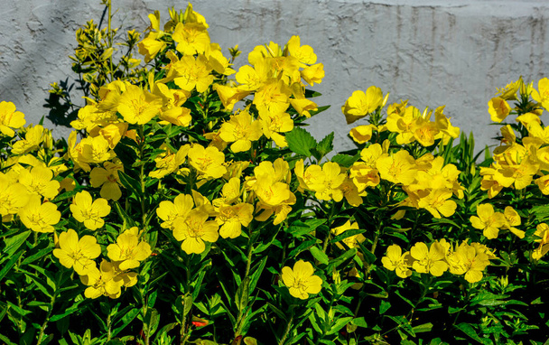 Dewy evening primroses in the flowerbed in the ornamental garden in a rainy day, nature and herb concept.Yellow evening primrose (Oenothera biennis), medicine plant for cosmetics, skin care and eczema - Photo, Image