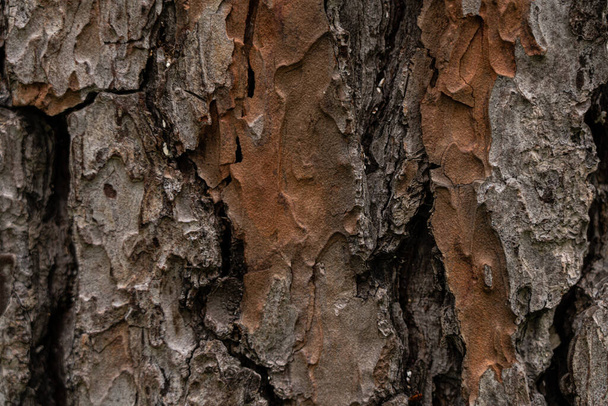 Текстурований фон у вигляді кори дерева
 - Фото, зображення