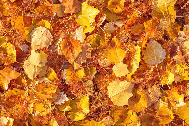 vallen geel en oranje bladeren achtergrond - Foto, afbeelding