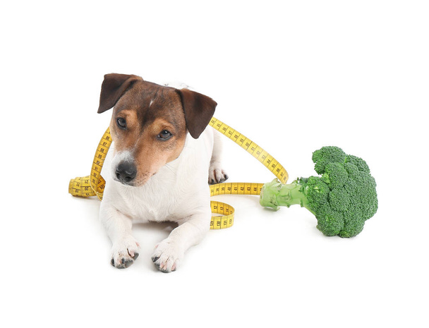 Cão bonito com brócolis e fita métrica no fundo branco - Foto, Imagem