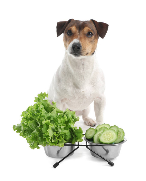 Cão bonito e tigelas com legumes frescos no fundo branco - Foto, Imagem