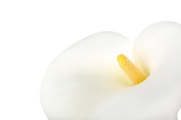 Gyönyörű kála liliom fehér háttér, közelkép - Fotó, kép