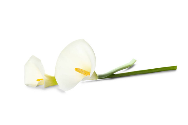 Schöne Calla-Lilien auf weißem Hintergrund - Foto, Bild