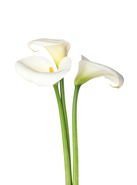 Krásné calla lilie na bílém pozadí - Fotografie, Obrázek