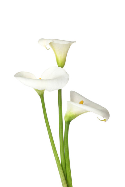 Красиві кальянні лілії на білому тлі
 - Фото, зображення
