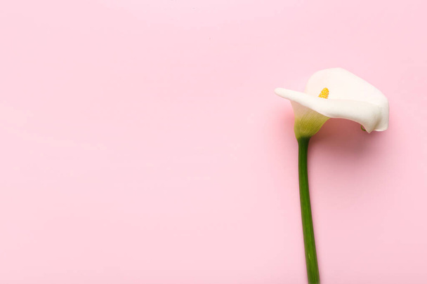 Beautiful calla lily on color background - Фото, изображение