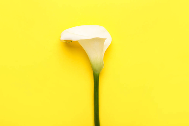 Beautiful calla lily on color background - 写真・画像