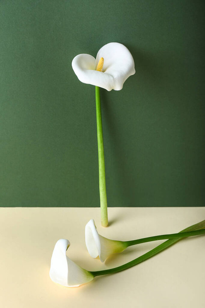 Krásné calla lilie na barevném pozadí - Fotografie, Obrázek