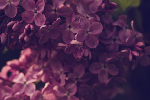 persian lilac flowers. Beautiful spring background of flowering lilac. Selective soft focus, shallow depth of field. - Фото, изображение