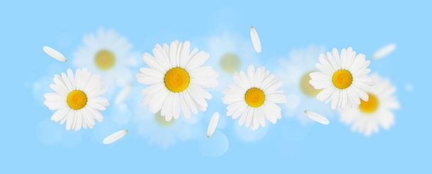 Daisy camomile flowers on blue background - Φωτογραφία, εικόνα