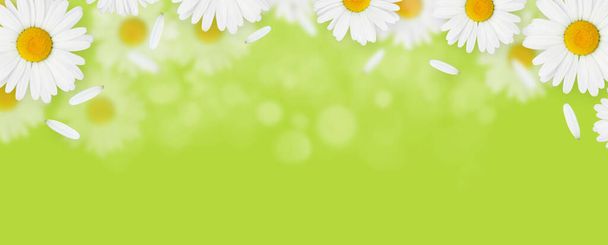 Daisy camomile flowers on green background with copy space - Foto, afbeelding