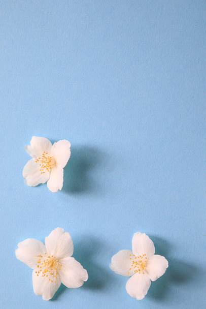 Mavi arka planda narin yasemin çiçekleri. Yasemin (diğer isimler Jasminum, Melati, Jessamine, Oleaceae) çiçekleridir. Metin için boşluk - Fotoğraf, Görsel