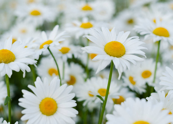 緑の草原のデイジーの花8 - 写真・画像