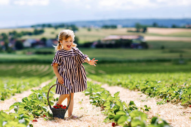 Bonne petite fille tout-petit cueillette et manger des fraises saines sur la ferme de baies biologiques en été, par une journée ensoleillée. Un enfant qui s'amuse à aider. Enfant sur un champ de fraisiers, baies rouges mûres. - Photo, image