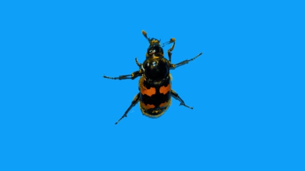 Piccolo scarabeo nero si arrampica su un Wal blu perpendicolare - Filmati, video