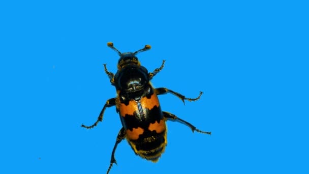 Маленький чёрный жук взбирается на перпендикулярную голубую стену - Кадры, видео