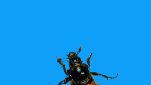 Kleine zwarte kever klimt een loodrecht blauwe muur op - Video