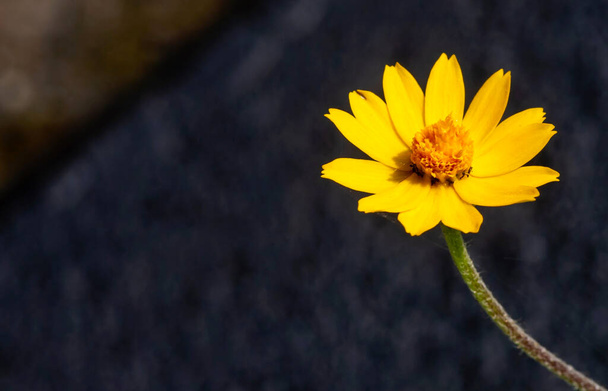 Melampodium Butter Daisy, mini sun flower, yellow flower Rudbeckia, Heliopsis helianthoides, floreciendo hacia el cielo, en un enfoque poco profundo - Foto, imagen