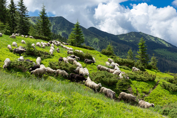 Las bandadas de ovejas pastan en el verano en el prado montañoso de Lysych de los Cárpatos Ucranianos, macizo de Mármara. La cría tradicional de ovejas en los Cárpatos. Las ovejas sobre el pasto sobre el fondo de las montañas. - Foto, imagen