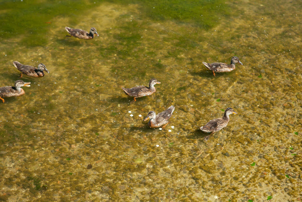 Yazın sığ sularda yüzen vahşi ördekler. - Fotoğraf, Görsel