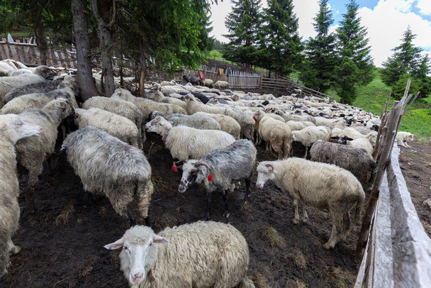 Стаи овец летом пасутся на Украинском Карпатском Лысычском горном лугу, Мраморном массиве. Традиционное овцеводство в Карпатах. Овцы на пастбище на фоне гор. - Фото, изображение