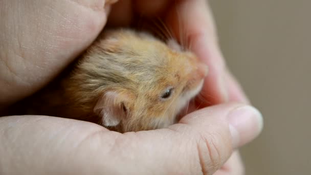 Small hamster in hand close-up. Girl holds small Syrian hamster - Footage, Video