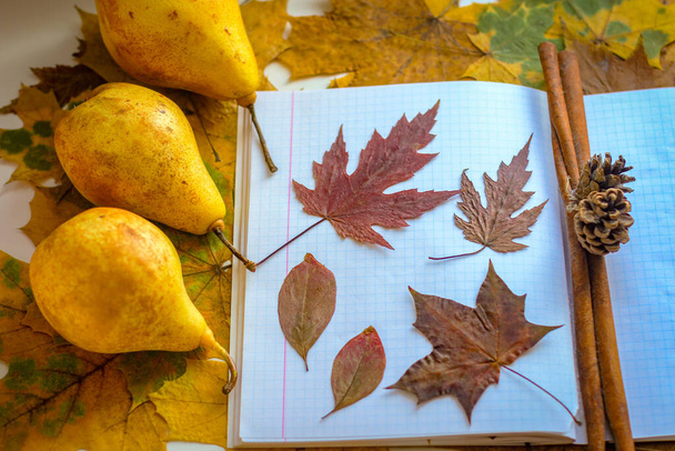 Jesienny temat powraca do szkoły. Żółte liście leżą na notatniku.. - Zdjęcie, obraz