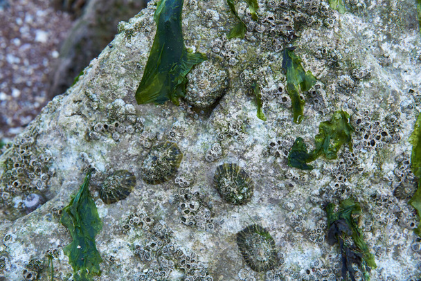 Kumsalda bir kayanın üzerinde büyüyen kabuklar.. - Fotoğraf, Görsel
