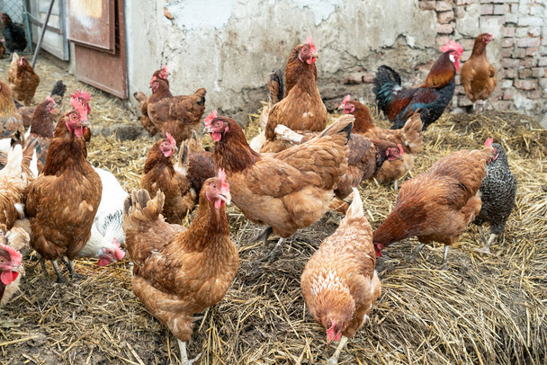 田舎の鶏だ。農場の干し草の上の鶏。ポーランドの農地. - 写真・画像