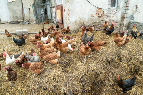 Chickens in the countryside. chickens on hay on a farm. Polish farmland. - Photo, Image