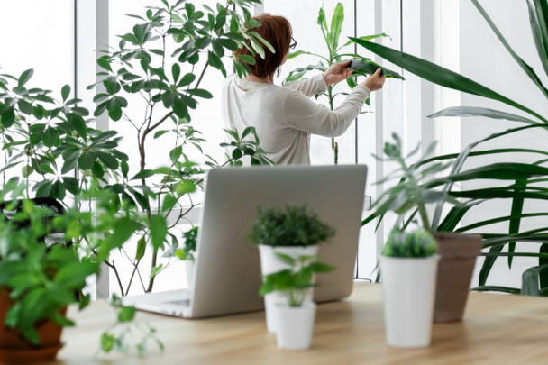 Woman in the greenhouse takes care of plants near her workplace with laptop. - Zdjęcie, obraz
