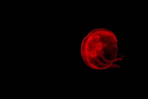 Red jellyfish on a black background. - 写真・画像