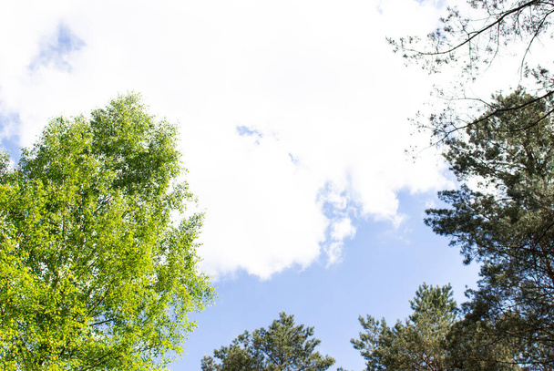 Vihreät puut ylhäältä metsässä sininen taivas ja auringonsäteet paistaa läpi lehtien. Alareuna. - Valokuva, kuva