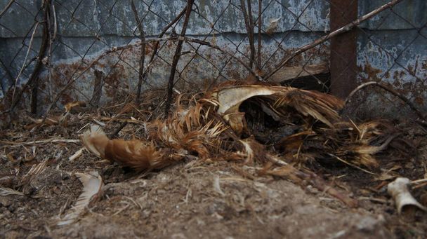 Dead chicken in a landfill. Animal burial ground. Disposal of biological hazardous waste - Photo, Image