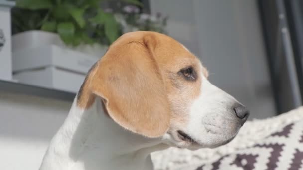 Zbliżenie głowy psa beagle w słońcu. Flappy uszy na wietrze - Materiał filmowy, wideo