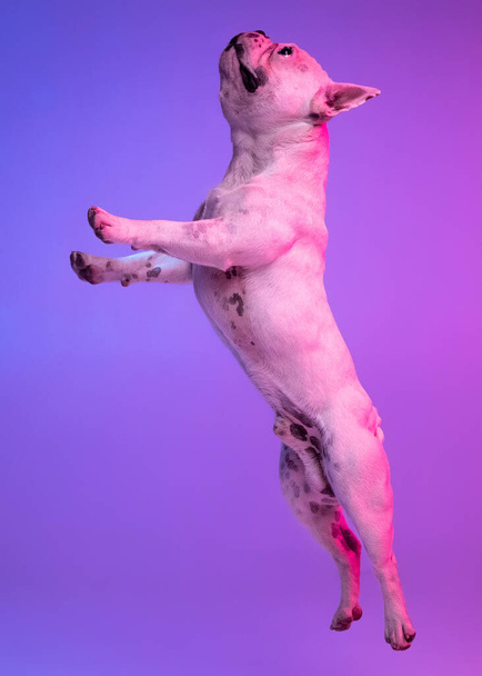 Zijaanzicht. Portret van raszuivere hond bulldog springen geïsoleerd over studio achtergrond in neon gradiënt roze paars licht. - Foto, afbeelding