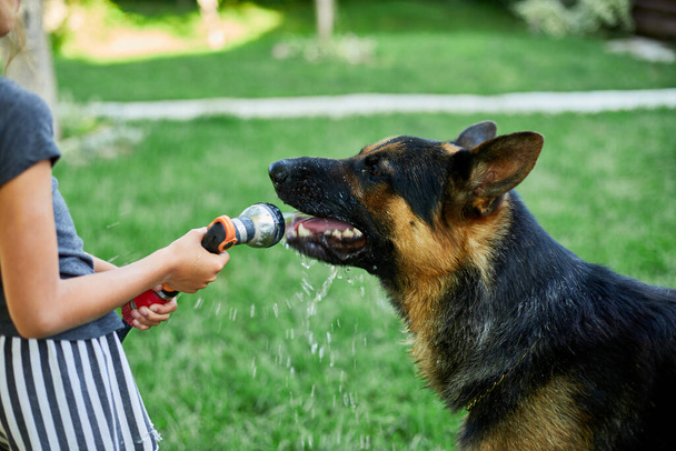 Κοριτσάκι ψεκασμό λίγο νερό από σωλήνα για το σκύλο της Γερμανικός Ποιμενικός σε μια ζεστή καλοκαιρινή μέρα στο σπίτι πίσω αυλή, παιχνιδιάρικο, σκύλος προσπαθεί να πιάσει νερό από λάστιχο κήπου - Φωτογραφία, εικόνα