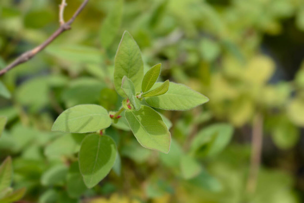 Honeyberry leaves - Latin name - Lonicera caerulea var. kamtschatica - Zdjęcie, obraz