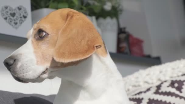 Head closeup of beagle dog in sun. Flappy ears on wind - Footage, Video